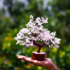 Rose Quartz Crystals Chips Tree