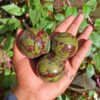 Dragon Blood Stone Small Gemstone Spheres